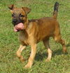 Goliath