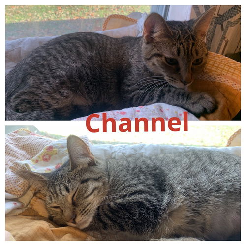 Channel