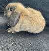 Cinnabun (Bunny)