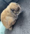 Cinnabun (Bunny)