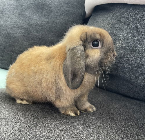 Cinnabun (Bunny)