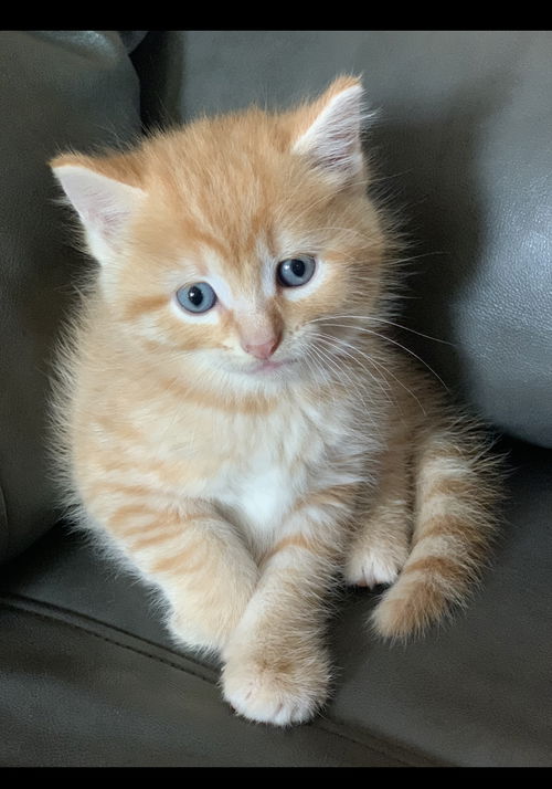 Chedder