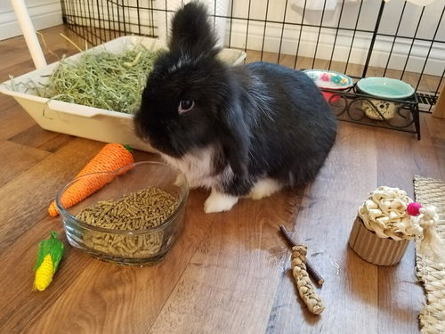 Chunk (Bunny)
