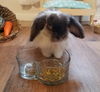 Thumper (Bunny)