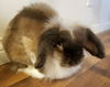 Thumper (Bunny)