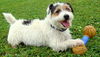 McDuff