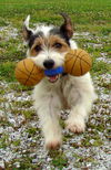 McDuff