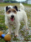 McDuff