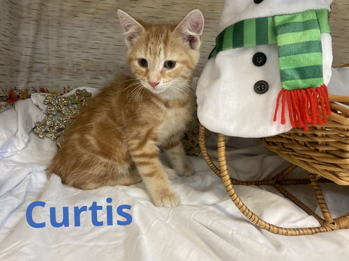 Curtis
