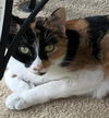 Callie