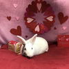 Opie (Bunny)