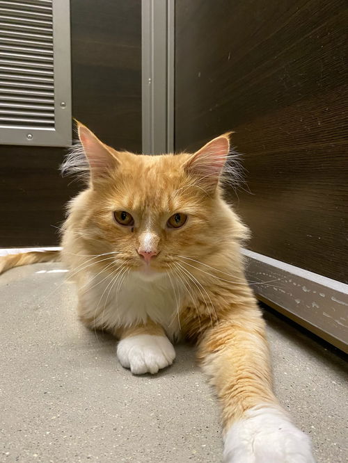 Archie
