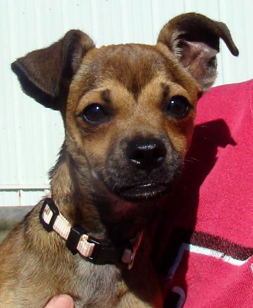 Chico