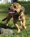 Chico