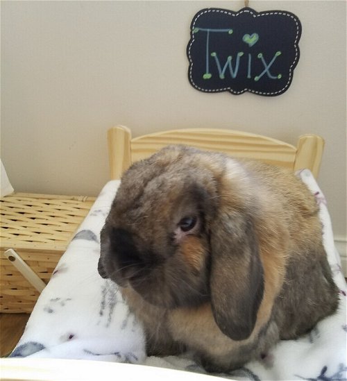 Twix (Bunny)