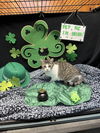 Tabitha