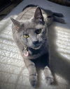 Mr. Cat