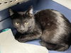 Blackie