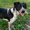 adoptable Dog in greenfield, IN named Ace