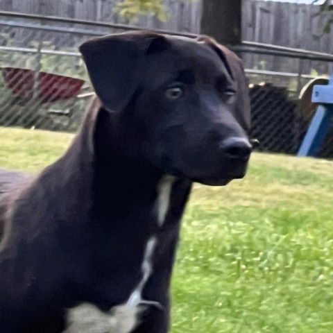 adoptable Dog in Greenfield, IN named Leo