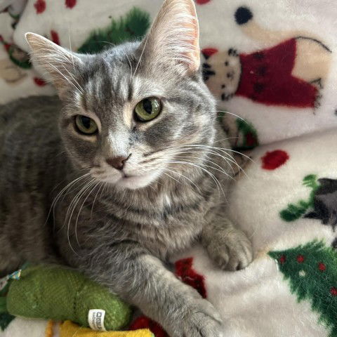 adoptable Cat in Greenfield, IN named Olivia Felicia