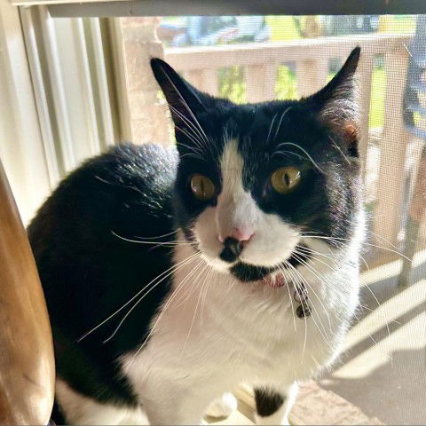 adoptable Cat in Greenfield, IN named Milo David