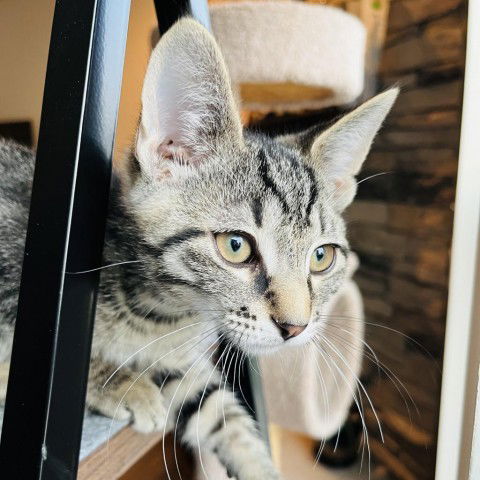 adoptable Cat in Greenfield, IN named Sawyer