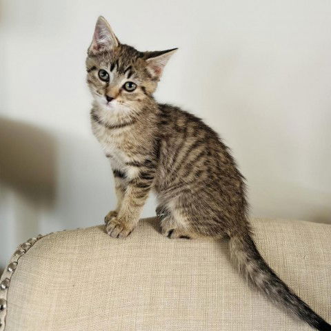 adoptable Cat in Greenfield, IN named Sassy