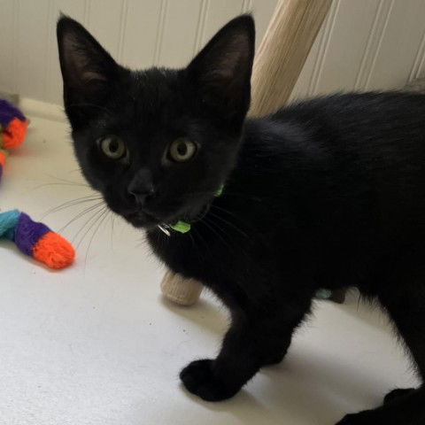 adoptable Cat in Greenfield, IN named Jinx