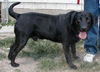 Jake