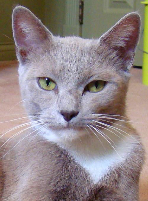 CiCi