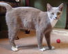CiCi