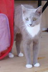 CiCi