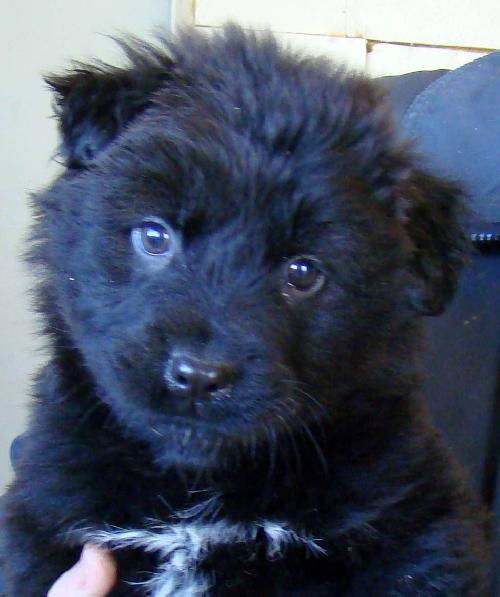 Grady