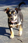 Chip