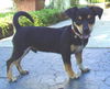 Chip