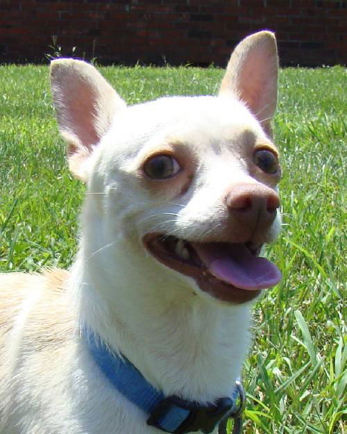 Chico