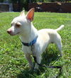 Chico