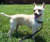Chico