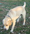 Clancy
