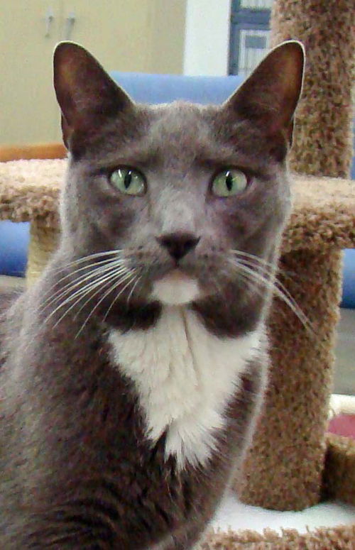 Gracie