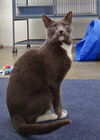 Gracie