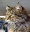 Chloe