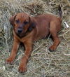 Charlie