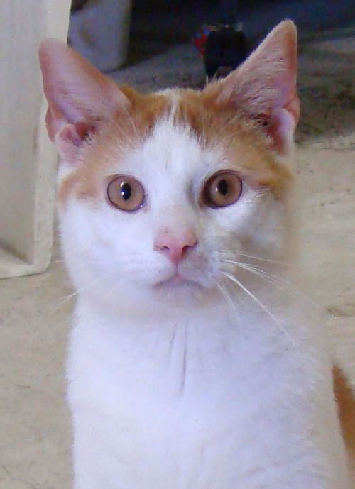 Marvin