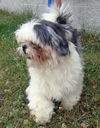 Marshall