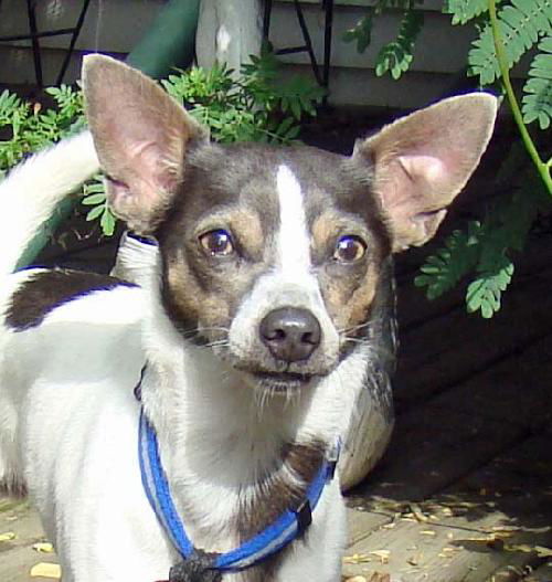Jax