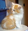 Patch
