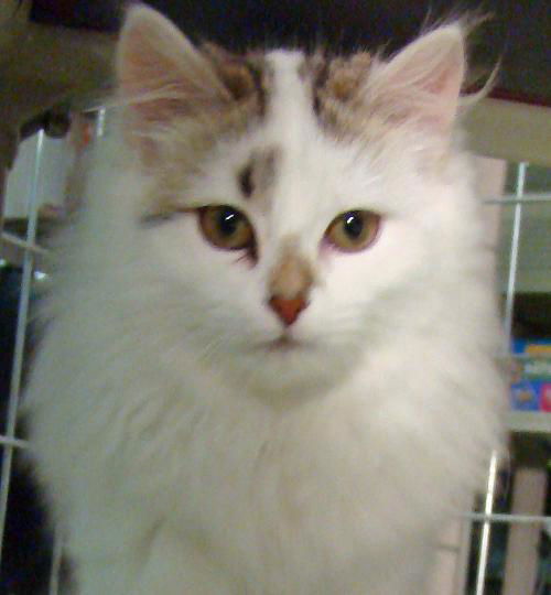 Kittie Sue