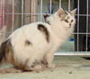 Kittie Sue